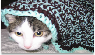Cat with blanket 