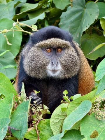 Close up of a Golden monkey, facing the camera, in the jungle