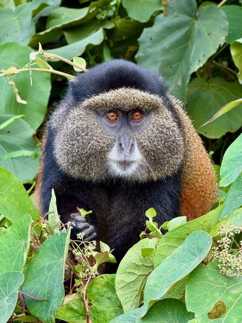 Close up of a Golden monkey, facing the camera, in the jungle